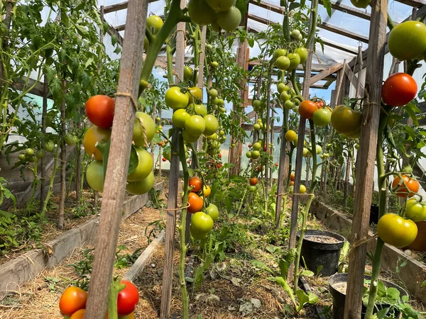 Tomate Blühende Pflanze Gelbe Blüten Reichlich Blütenpracht Landwirtschaft Gartenpflanze Aus — Stockfoto