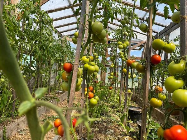 Beautiful Tomatoes Plant Branch Green House Foreground Shallow Dept Field — Stockfoto