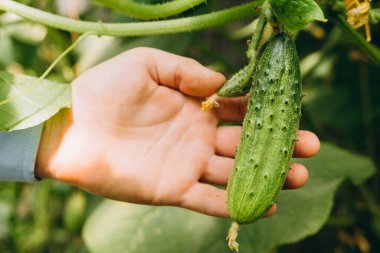 Hands holding small growing cucumber in urban home garden. Urban home gardening concept. High quality photo