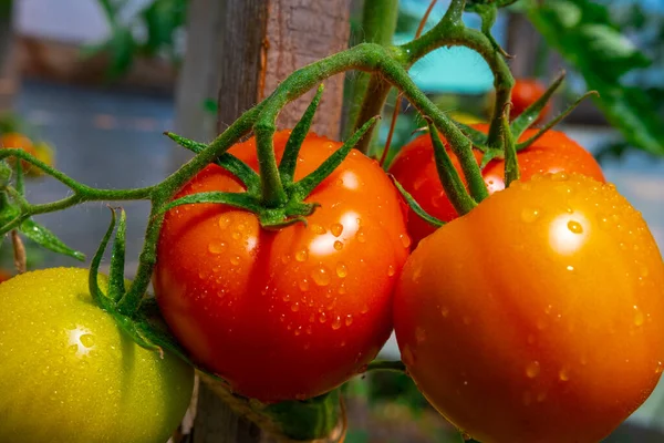 Beautiful Red Ripe Tomatoes Grown Greenhouse Delicious Red Tomatoes Hanging — Stockfoto