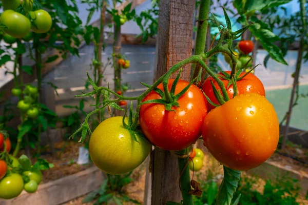 Schöne Tomaten Pflanzen Auf Zweig Gewächshaus Vordergrund Flache Tiefe Des — Stockfoto