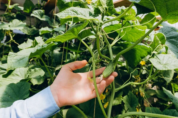 Hands Holding Small Growing Cucumber Urban Home Garden Urban Home — 图库照片