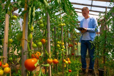 A young agronomist, a farmer with a tablet in his hands, in a tomato greenhouse, studies the quality, non-GMO, and ripeness of tomatoes. Environmentally friendly products. High quality photo