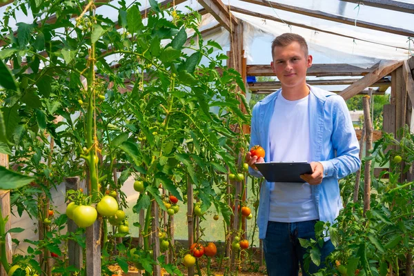 Young Agronomist Tomato Greenhouse Studies Quality Non Gmo Maturity Tomatoes — Fotografia de Stock