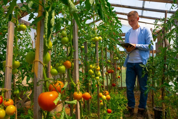 Young Agronomist Farmer Tablet His Hands Tomato Greenhouse Studies Quality — Fotografia de Stock