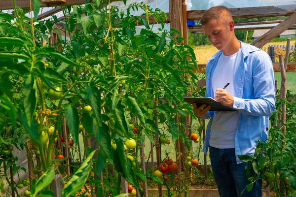 A young agronomist, a farmer with a tablet in his hands, in a tomato greenhouse, studies the quality, non-GMO, and ripeness of tomatoes. Environmentally friendly products. High quality photo