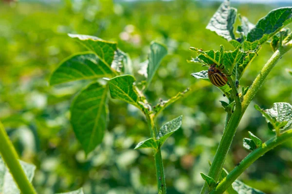 Colorado Beetle Potato Leaves Selective Focus Colorado Potato Beetles High — Stockfoto