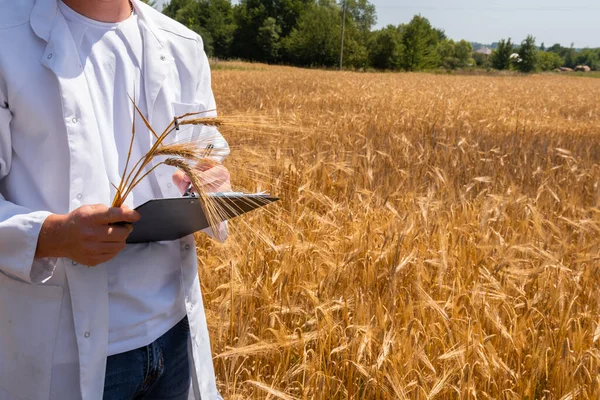 Young agronomist, farmer with tablet in hands, creates yield maps in wheat field, precision farming. The concept of yield of wheat, barley, oats. High quality photo