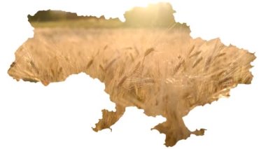 Beyaz arka planda Ukrayna haritası, içinde buğday, barış kavramı, savaş, açlık, Rusya 'nın sebep olduğu küresel gıda krizi.