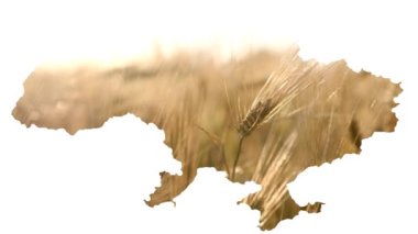 Ukrayna 'nın siyasi haritası Ukrayna bayrağının arka planında buğday taneleri serili. 2022 Ukrayna 'da politika ve savaş. Ukrayna 'dan buğday ihracatı sorunu teması. Yakın plan. Yüksek