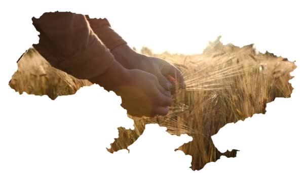 農民の手の中にウクライナの輪郭地図は 小麦の耳を保持している 良い収穫の概念 高品質4K映像 — ストック動画