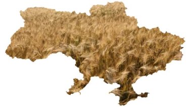Buğday taneleri yakında. Buğday yakın plan. Ukrayna haritası. Açlık konsepti. İhracat sorunları. Tahıl. Ukrayna 'da savaş. Ukrayna tahılı ihracatı. Ukrayna 'nın buğdaylı toprakları. - Evet. Yüksek kalite 4k görüntü