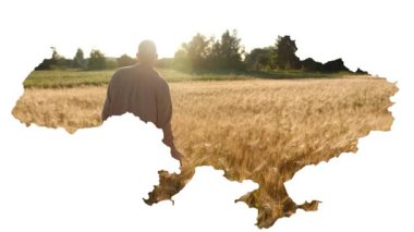 Günbatımında altın buğday tarlasında tarım yapan adam. Erkek, buğday ve dikiz aynasına bakar. Çiftçilerin eli gün batımında buğday kulağına dokunur. Tarım uzmanı olgunlaşmış buğday tarlasını inceliyor.. 