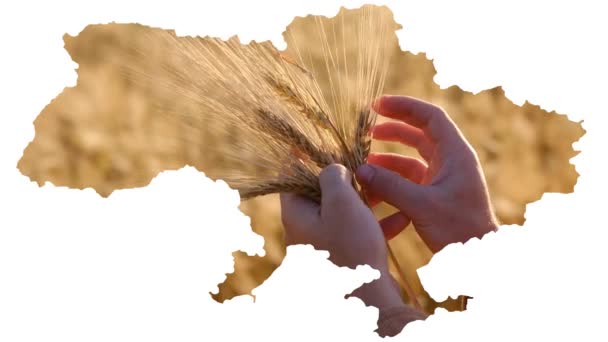 Çiftçinin Ukrayna Elleri Günbatımında Buğday Kulağına Dokunarak Iyi Hasat Bekliyor — Stok video