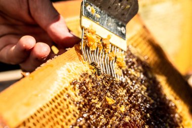 Arıcıların arılarla çalışması için bir araç. Sigara içen, bal peteği çıkarmak için balmumu kapaklarını sıcak çatalla kesen, bal peteği konsepti,