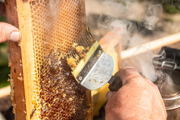 Biodlaren Hämtar Honungen Biodlingsverktyg Utanför Ram Med Bin Vax Struktur — Stockfoto