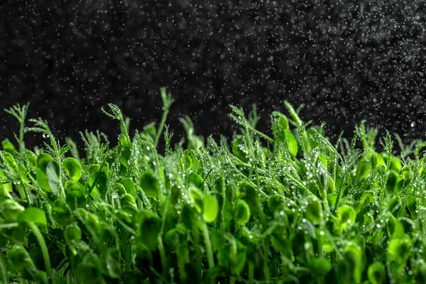 エンドウ豆のマイクログリーンの芽が閉じます エンドウ豆の緑の若いTendril植物はマイクログリーンを芽します 食べ物の背景 長い旗の形式 — ストック写真