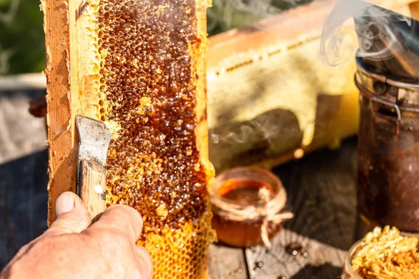 Пчеловод Собирает Мед Инструменты Пчеловодства Снаружи Рама Восковой Структурой Пчел — стоковое фото