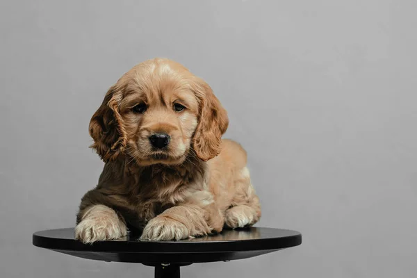Puppy Russian Cocker Spaniel Sitting Little Dog Gray Background Place — стоковое фото