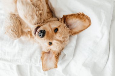 Şirin, oynak köpek ya da beyaz yatakta evcil Cocker Spaniel köpek yavrusu. Bir köpeğin komik anları.