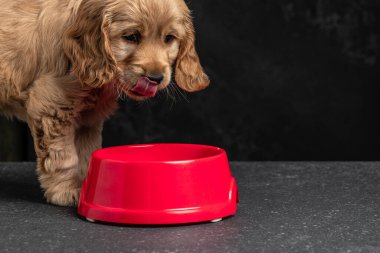 Cocker Spaniel yavru köpeğinin dudaklarını yalaması karanlık bir arka planda izole edilmiş. Uzun pankart biçimi.