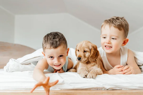 可爱的小男孩与宠物狗科克 斯皮尔一起玩乐 蜷伏在床上 躺在毛毯下 笑着玩耍 — 图库照片