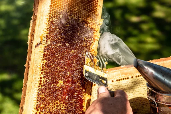 Biodlaren Hämtar Honungen Biodlingsverktyg Utanför Ram Med Bin Vax Struktur — Stockfoto
