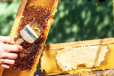 Bal peteğindeki arı kovanının makro fotoğrafı. Arılar taze ve sağlıklı üretirler, tatlım. Bal geçmişi. Arıcılık konsepti.