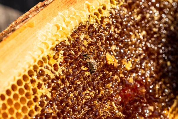 Hintergrundstruktur Und Muster Eines Abschnitts Aus Wachswaben Aus Einem Bienenstock — Stockfoto