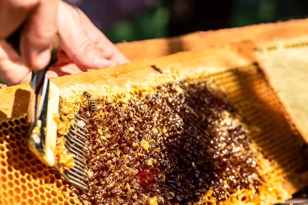 Makroaufnahme Eines Bienenstocks Auf Einer Wabe Bienen Produzieren Frischen Gesunden — Stockfoto
