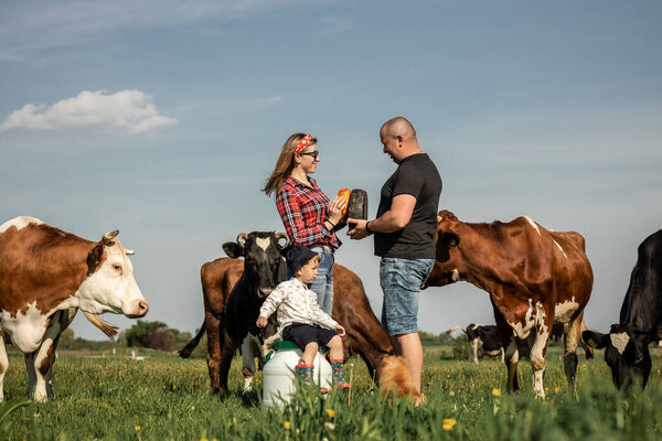 craftsmanship hands have a tomme cheese in the hands of a cheesemaker. Happy farmers family in green field with big cow in a green field with flowers on a sunny summer day.
