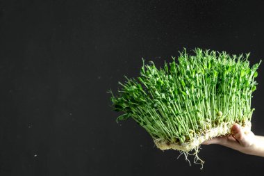 Mikro yeşil fidanlar. Yeşil filizler, sulama mikro yeşillikler sebze fideleri, bahçıvanlık hobileri. Oda servisi..