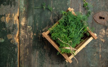 Taze dereotu koyu arka plandaki ahşap kutuya kapatın, organik, sağlıklı, ething doğal ürün porsiyonunu dondurmak için hazırlık yapın. metin için yer.