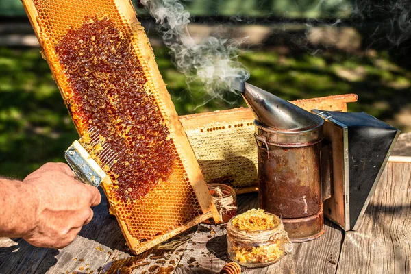Bal Peteğindeki Arı Kovanının Makro Fotoğrafı Arılar Taze Sağlıklı Üretirler — Stok fotoğraf