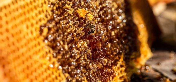 Honeycomb Sweet Golden Honey Healthy Eating Beekeeping Concept Bee Products — Stockfoto