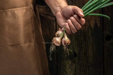 Elinde yeşil soğan başları, taze biçilmiş sebzeler tutan bir çiftçinin elleri.,