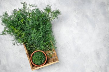 Taze dereotu, hafif arka plandaki ahşap kutuya kapatın. Dondurucu büyüklükte organik, sağlıklı, ething doğal ürün porsiyonuna hazırlık yapın. metin için yer.