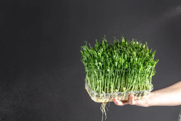 microgreen sprouts in kids hands Raw sprouts, microgreens. Peas. Little gardener at home. healthy eating concept.