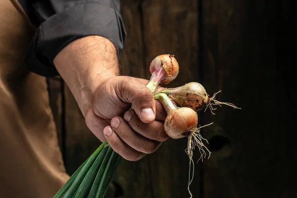 A plantation of beautiful fresh onions is planted in the garden. Onion heads,green onion leaves on an organic farm. The concept of agriculture and gardening, growing and caring for vegetables.