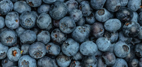 Świeże Organiczne Jagody Tła Długi Format Baner Widok Góry — Zdjęcie stockowe