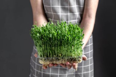 Mikro yeşil fidanlar. Yeşil filizler, sulama mikro yeşillikler sebze fideleri, bahçıvanlık hobileri. Oda servisi..