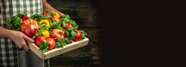 Çiftçi kadın elleri bir kutuda taze sebzeleri, çeşitli renkli domatesleri ve dolma biberleri, uzun afiş formatını tutuyor.,