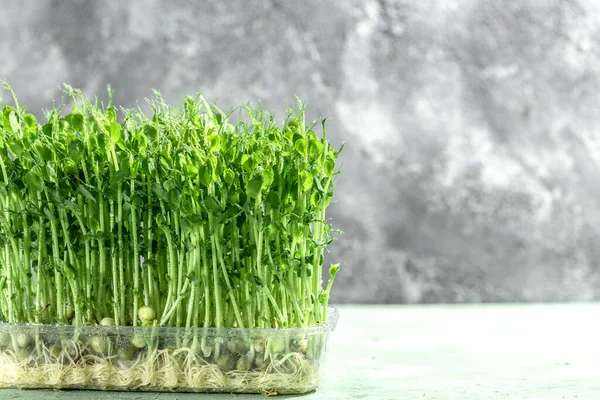 Peas micro greens sprouts close up. Pea green young tendril plants shoots microgreens. Food background. Long banner format.