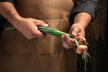 Yeşil soğan başları tutan bir çiftçinin elleri sağlıklı organik gıda, sebze ve tarım. metin için yer.