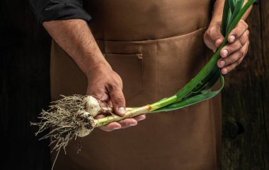 Bir avuç taze sarımsak tutarken. Sağlıklı organik gıda, sebze, tarım. metin için yer.