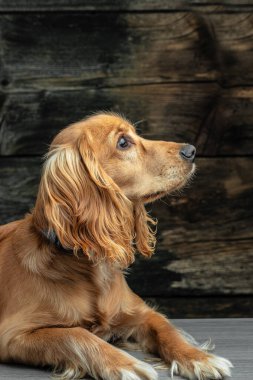 Cocker Spaniel köpeği karanlık bir arka planda, dikey görüntüye bakıyor. metin için yer,