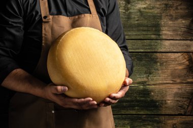 Peynir üreticisinin elinde bir kafa dolusu sert peynir. Lezzetli süt ürünleri. Büyük delikli peynirli maasdam..