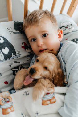 Yavru köpek, köpeği olan Cocker Spaniel ile evde, battaniyenin altında uyuyor.,