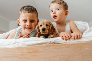 Şirin küçük çocuklar Cocker Spaniel 'in yavru köpeğiyle eğleniyorlar, evde battaniyenin altında yatıyorlar, gülümsüyorlar ve oynuyorlar..