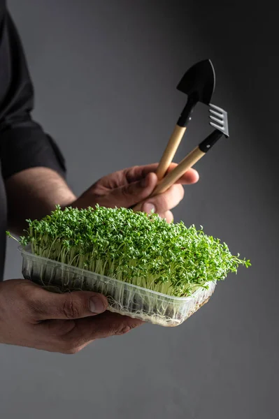 Microgreens growing background with microgreen sprouts in male hands. enjoy gardening hobby. Housekeeping.
